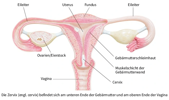 Cervix.webp